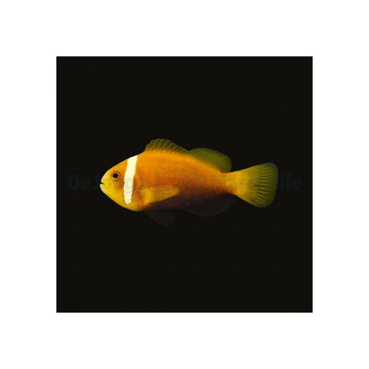 Amphiprion nigripes - Suklaavuokkokala