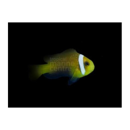 Amphiprion nigripes - Suklaavuokkokala keltainen