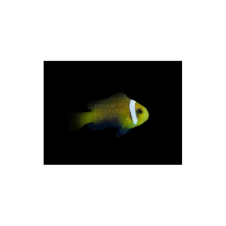 Amphiprion nigripes - Suklaavuokkokala keltainen
