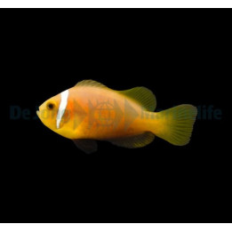 Amphiprion nigripes - viljelty