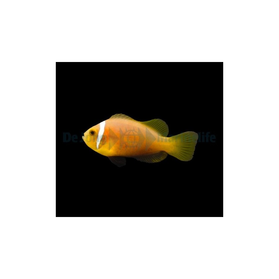 Amphiprion nigripes - viljelty