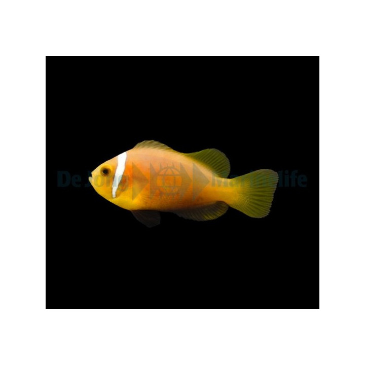 Amphiprion nigripes - viljelty