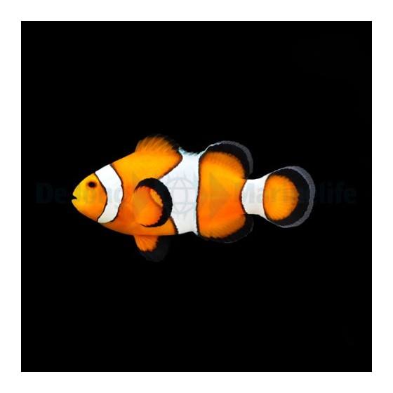 Amphiprion ocellaris - vuokkokala