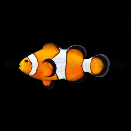 Amphiprion ocellaris - vuokkokala