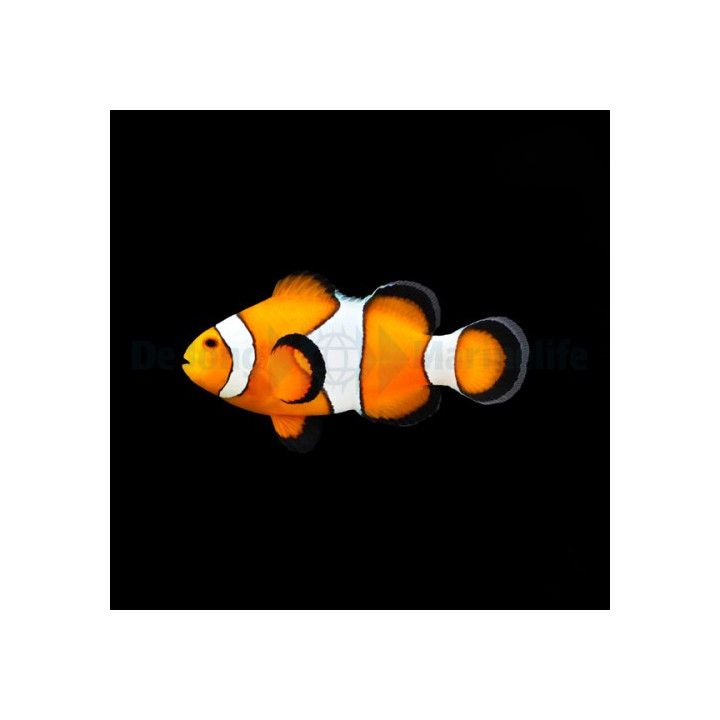 Amphiprion ocellaris - vuokkokala