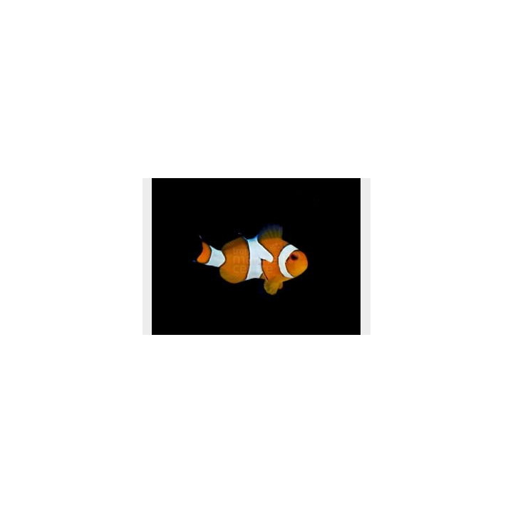 Amphiprion ocellaris - vuokkokala