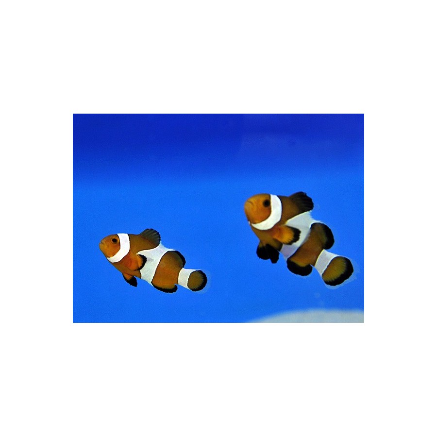 Amphiprion ocellaris - vuokkokala - pariskunta