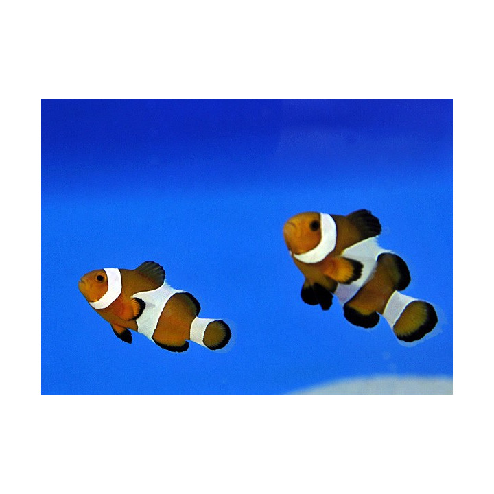 Amphiprion ocellaris - vuokkokala - pariskunta