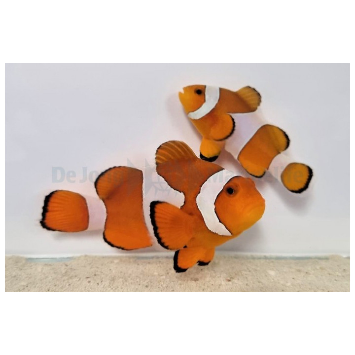 Amphiprion ocellaris - vuokkokala - pariskunta