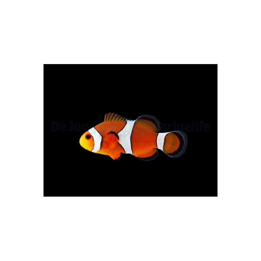 Amphiprion ocellaris - vuokkokala - viljelty