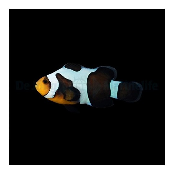 Amphiprion ocellaris Black Gladiator - vuokkokala