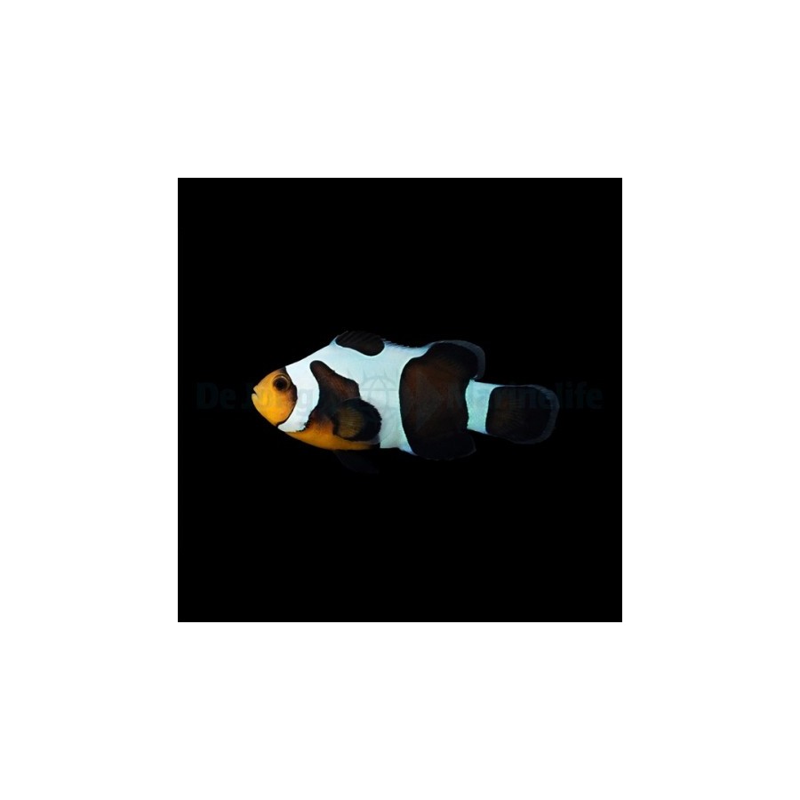 Amphiprion ocellaris Black Gladiator - vuokkokala