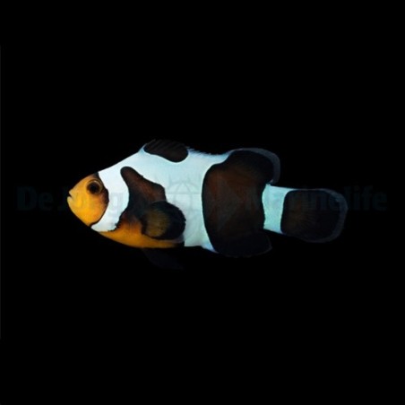 Amphiprion ocellaris Black Gladiator - vuokkokala