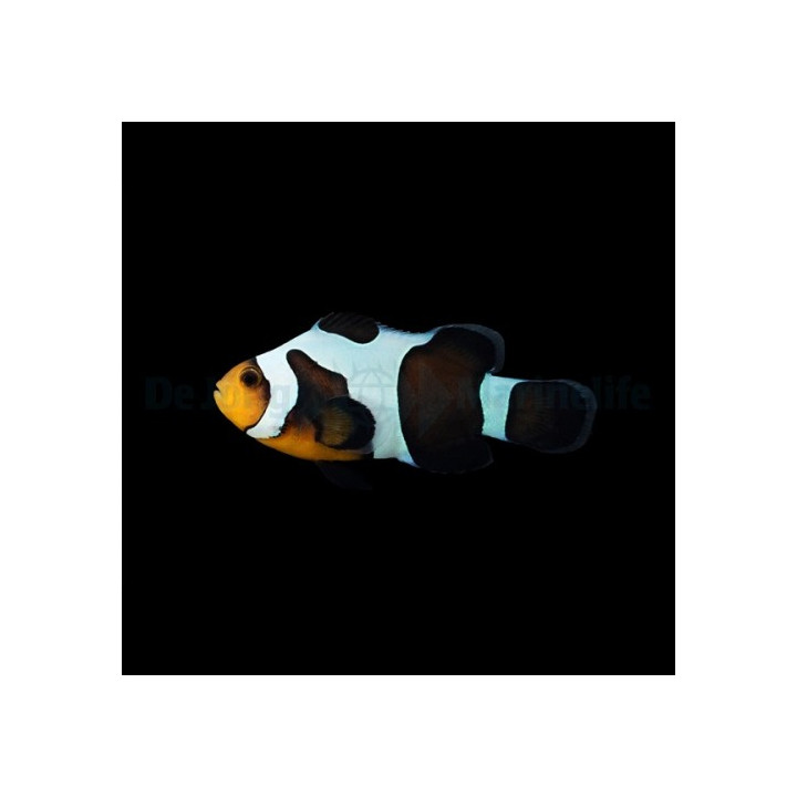 Amphiprion ocellaris Black Gladiator - vuokkokala