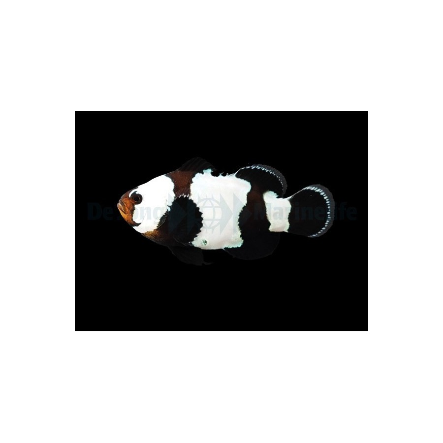 Amphiprion ocellaris Black Snowflake - vuokkokala - viljelty