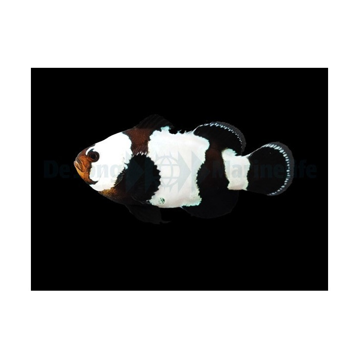Amphiprion ocellaris Black Snowflake - vuokkokala - viljelty