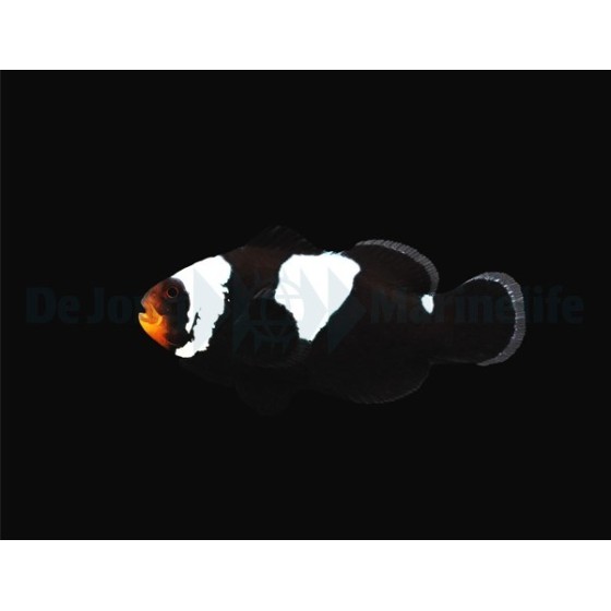 Amphiprion ocellaris Black Snowflake - vuokkokala - viljelty