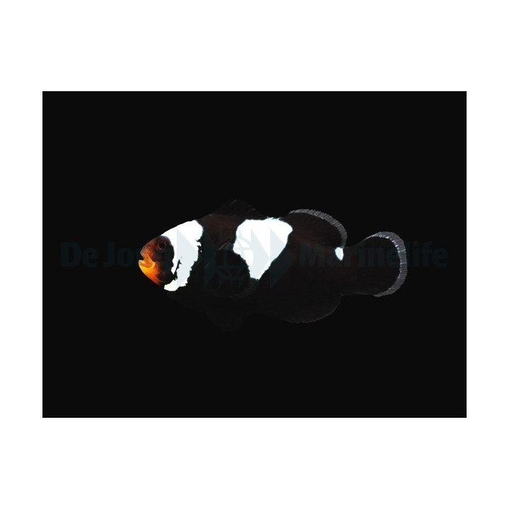Amphiprion ocellaris Black Snowflake - vuokkokala - viljelty