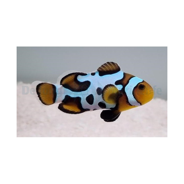 Amphiprion ocellaris Black Snowflake - vuokkokala - viljelty