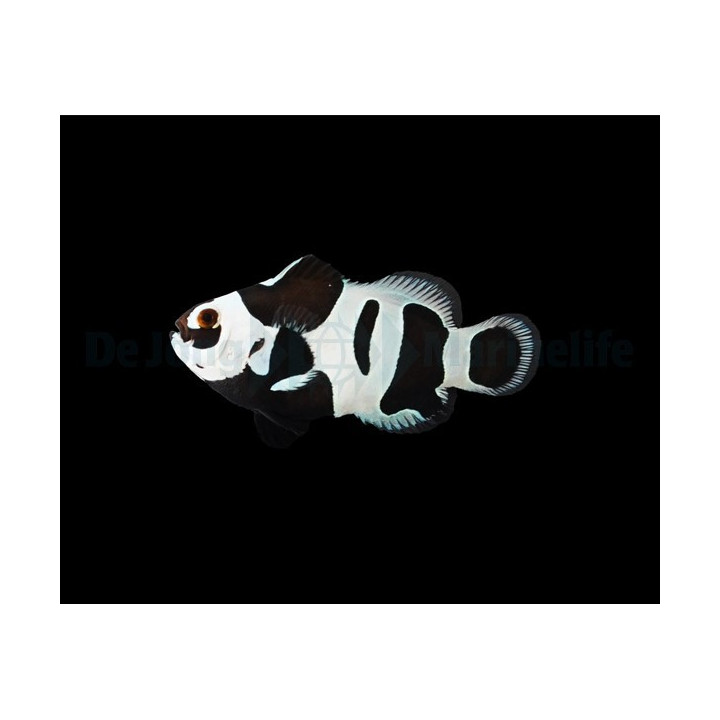 Amphiprion ocellaris Black Storm - vuokkokala - viljelty