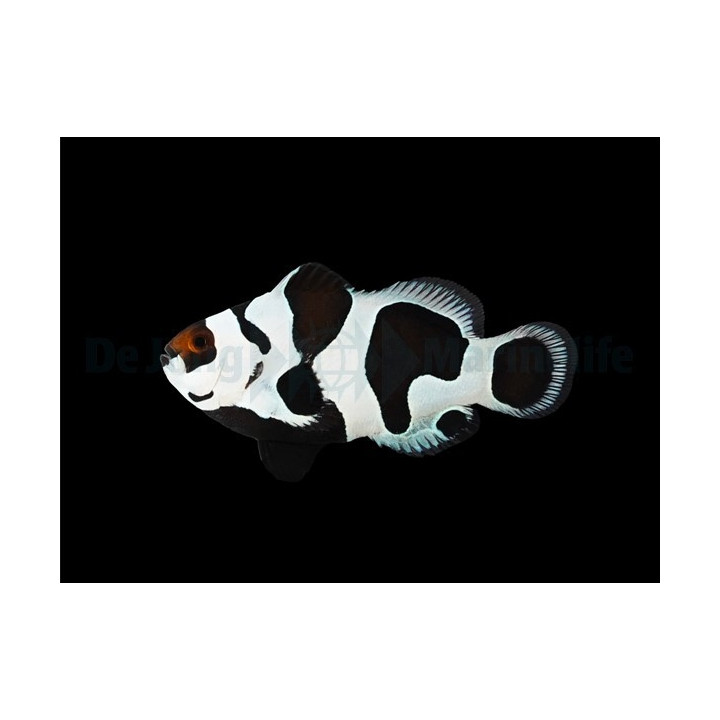 Amphiprion ocellaris Black Storm - vuokkokala - viljelty