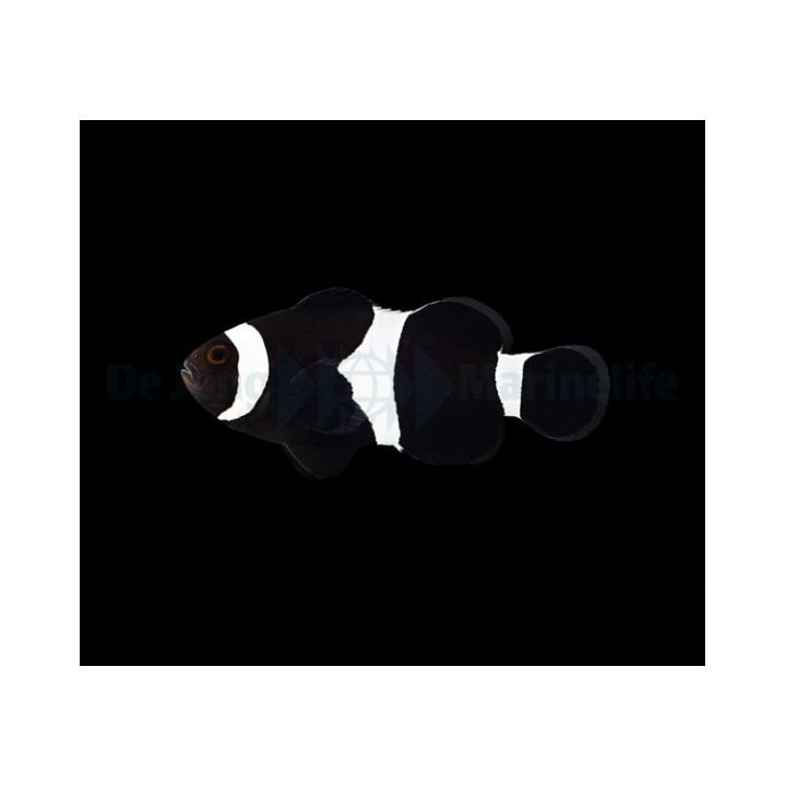 Amphiprion ocellaris Darwin - vuokkokala - viljelty