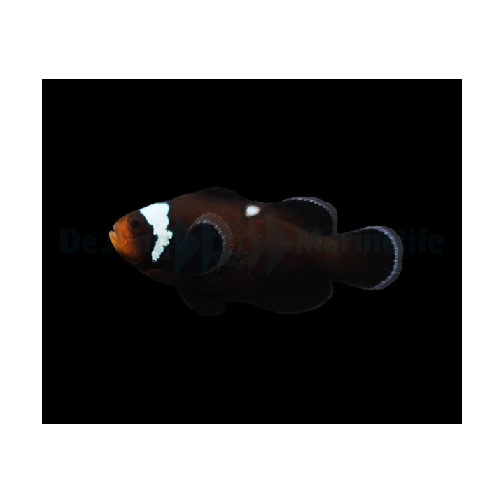 Amphiprion ocellaris Domino - vuokkokala - viljelty