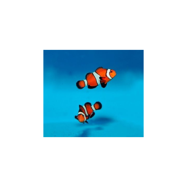 Amphiprion ocellaris Fancy - vuokkokala - viljelty