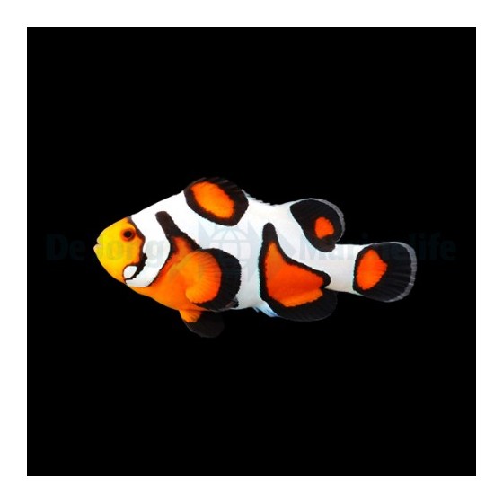 Amphiprion ocellaris Gladiator - vuokkokala - viljelty