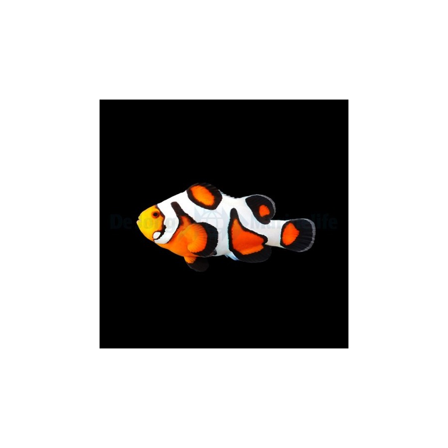 Amphiprion ocellaris Gladiator - vuokkokala - viljelty