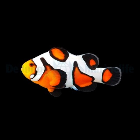 Amphiprion ocellaris Gladiator - vuokkokala - viljelty