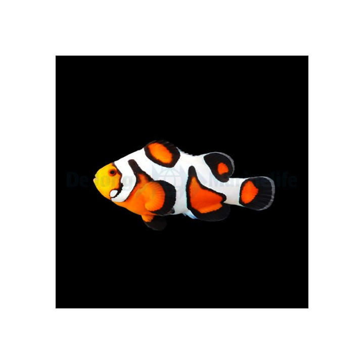 Amphiprion ocellaris Gladiator - vuokkokala - viljelty
