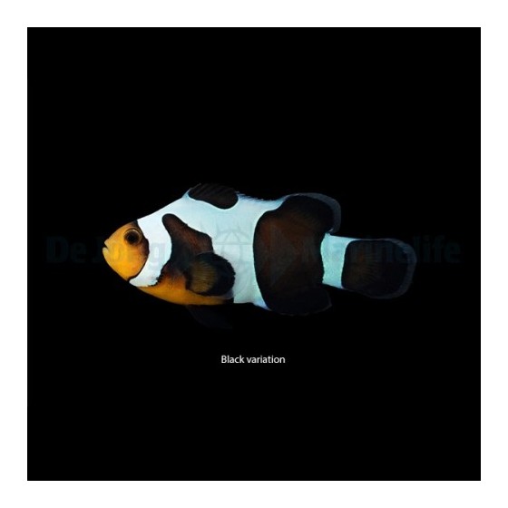 Amphiprion ocellaris Gladiator - vuokkokala - viljelty