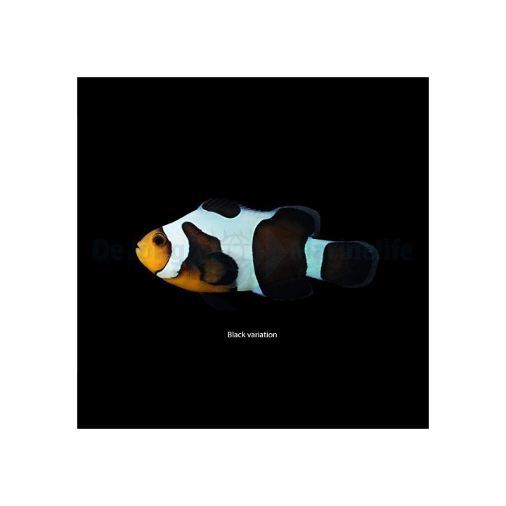 Amphiprion ocellaris Gladiator - vuokkokala - viljelty