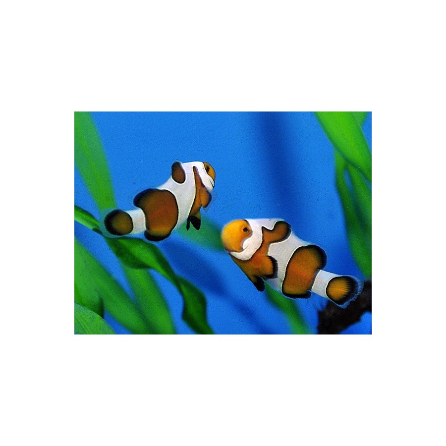 Amphiprion ocellaris Gladiator - vuokkokala - viljelty