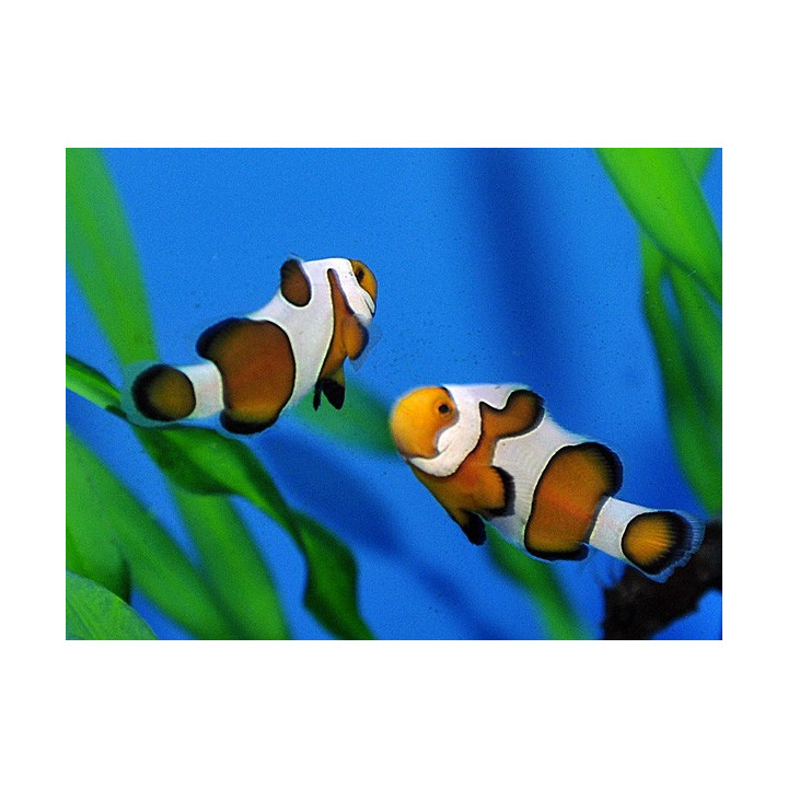 Amphiprion ocellaris Gladiator - vuokkokala - viljelty
