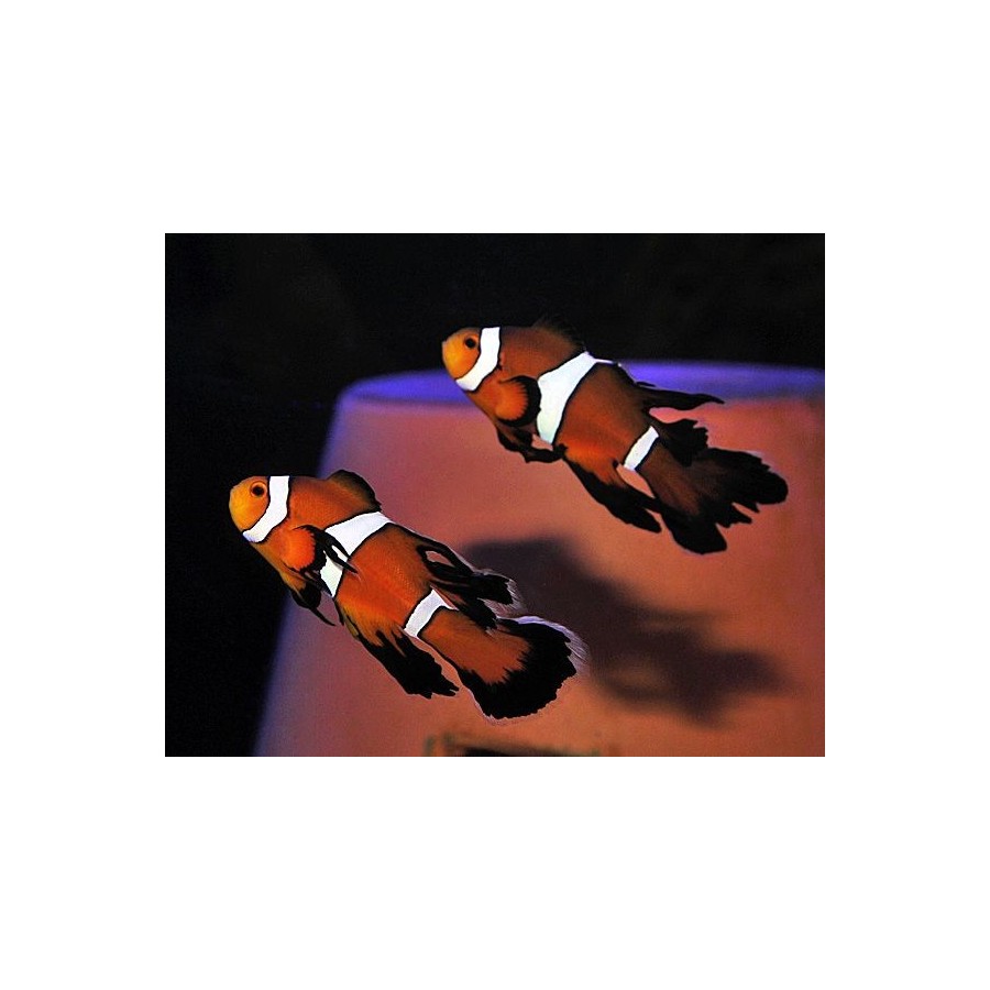 Amphiprion ocellaris Long Fin - vuokkokala - pariskunta - viljelty