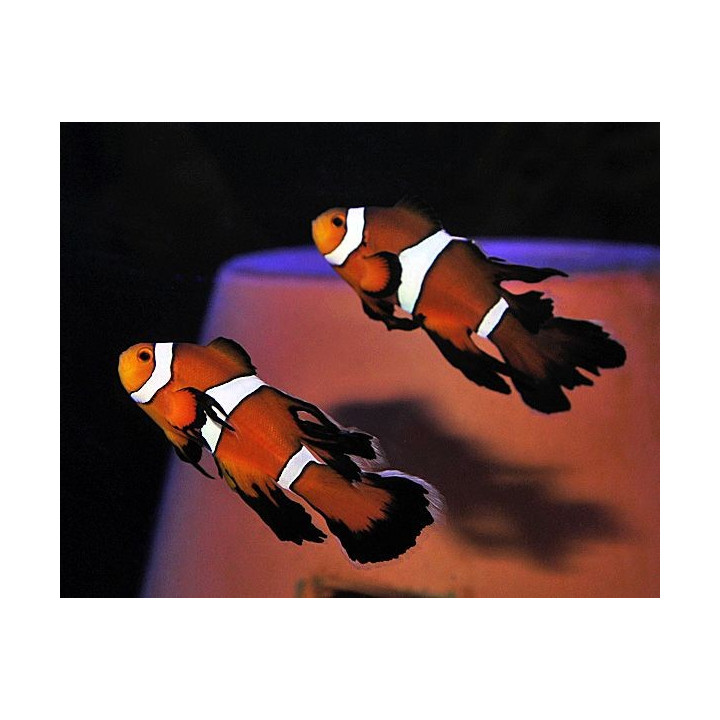 Amphiprion ocellaris Long Fin - vuokkokala - pariskunta - viljelty