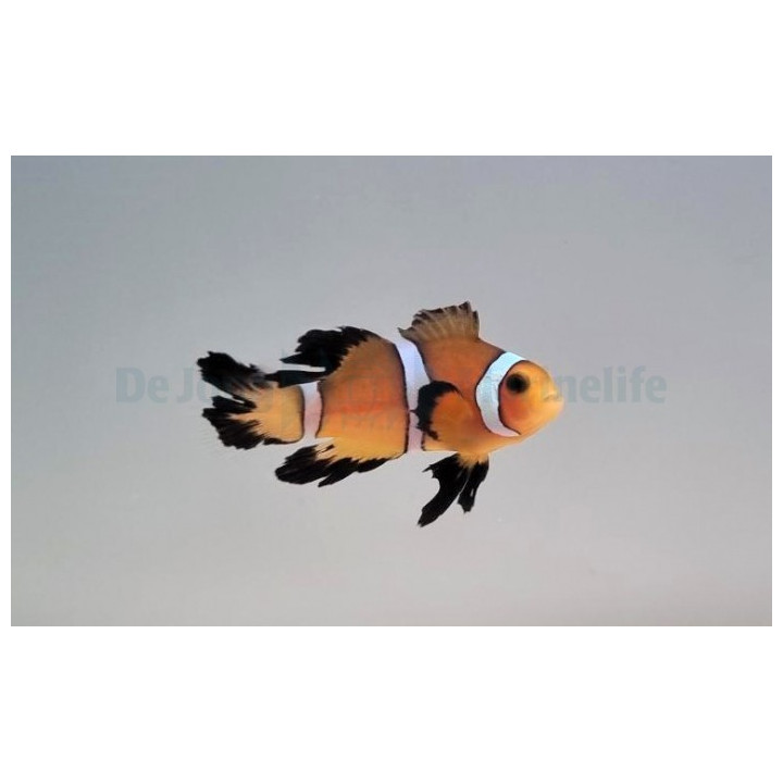 Amphiprion ocellaris Long Fin - vuokkokala - viljelty