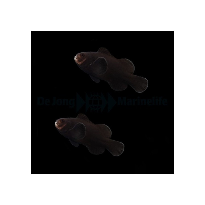 Amphiprion ocellaris Midnight - vuokkokala - pariskunta - viljelty