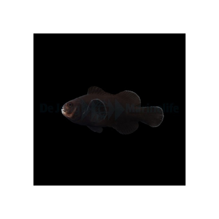 Amphiprion ocellaris Midnight - vuokkokala - viljelty