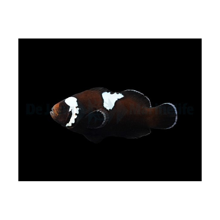 Amphiprion ocellaris Midnight lighting - vuokkokala - viljelty