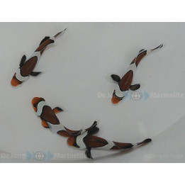 Amphiprion ocellaris Mocha - vuokkokala - viljelty