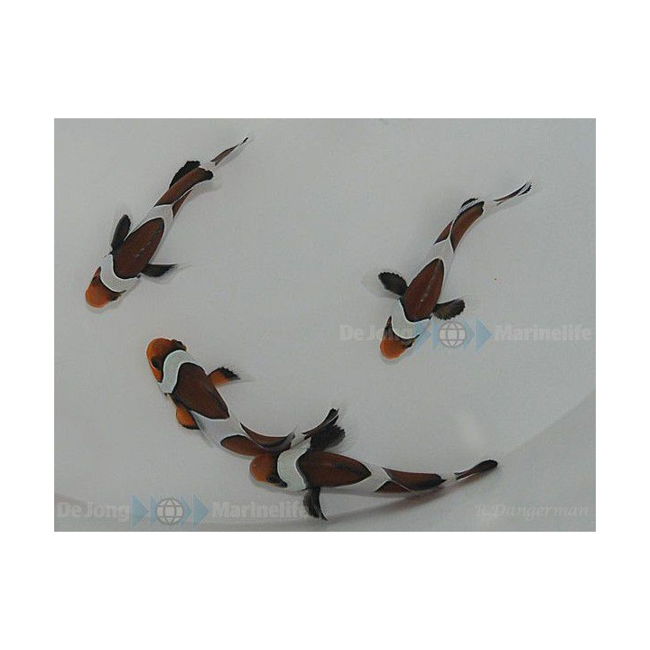 Amphiprion ocellaris Mocha - vuokkokala - viljelty