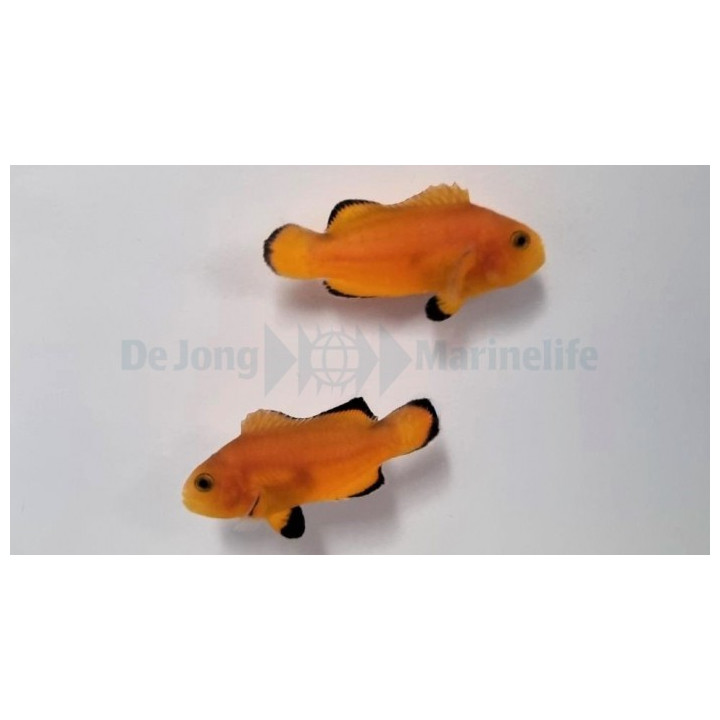 Amphiprion ocellaris Naked - vuokkokala - pariskunta - viljelty