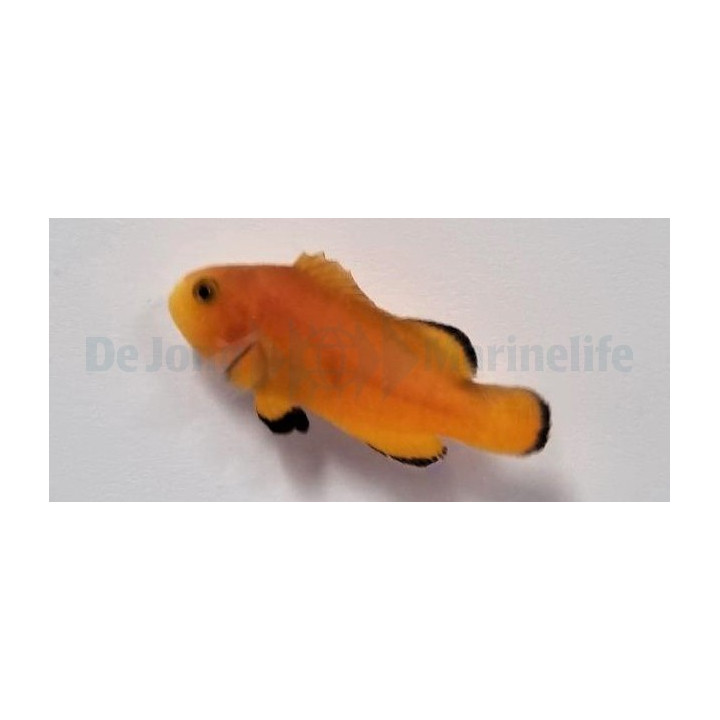 Amphiprion ocellaris Naked- vuokkokala - viljelty