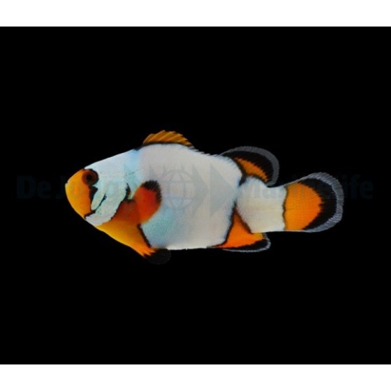 Amphiprion ocellaris Premium Snowflake - vuokkokala - viljelty