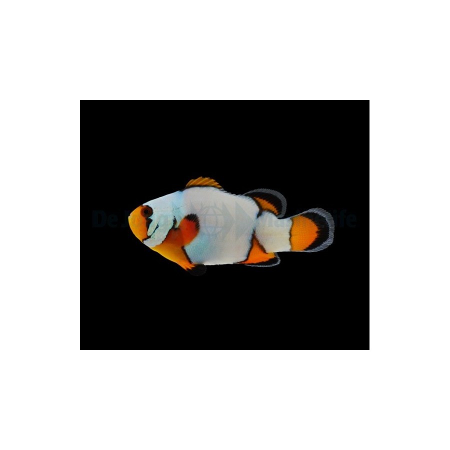 Amphiprion ocellaris Premium Snowflake - vuokkokala - viljelty