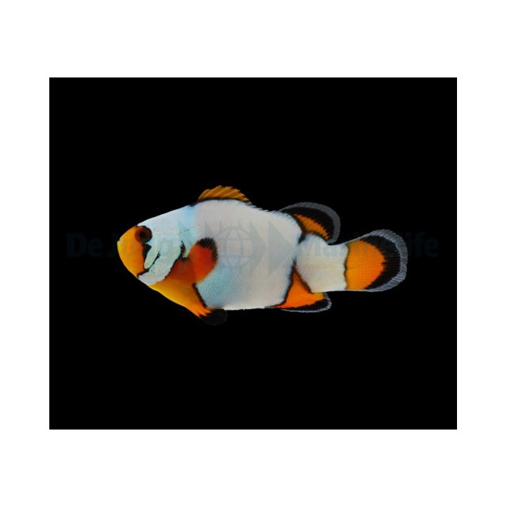 Amphiprion ocellaris Premium Snowflake - vuokkokala - viljelty