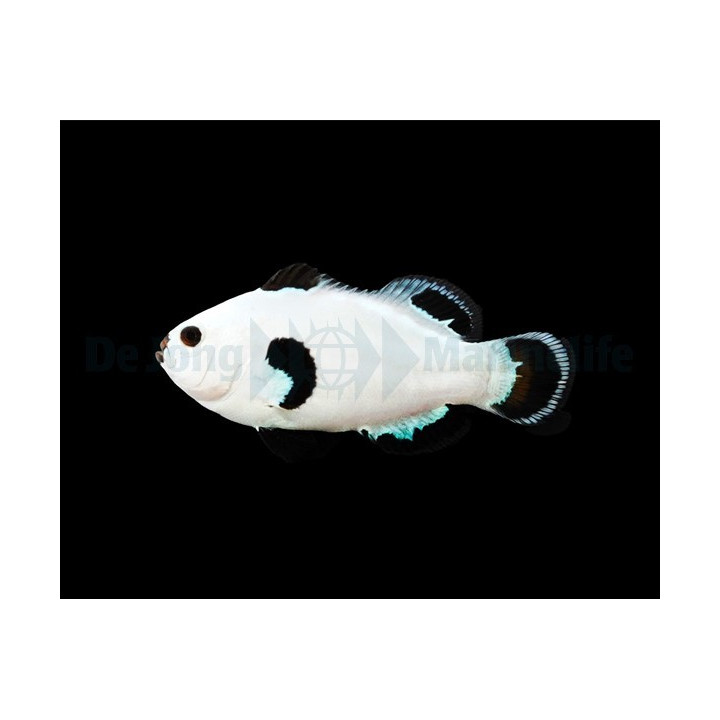 Amphiprion ocellaris Snow Storm - vuokkokala - viljelty
